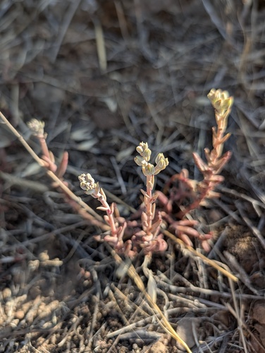 Dudleya parva