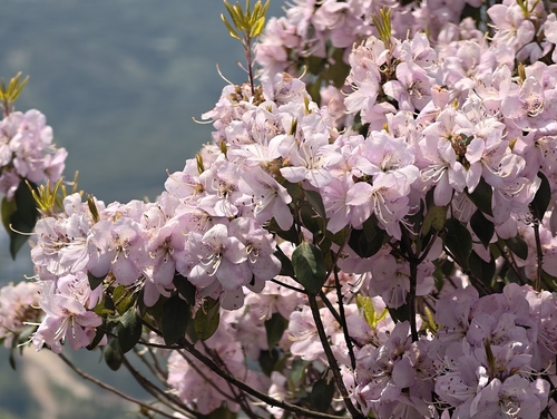 Rhododendron ovatum