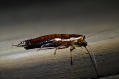 Drymaplaneta semivitta