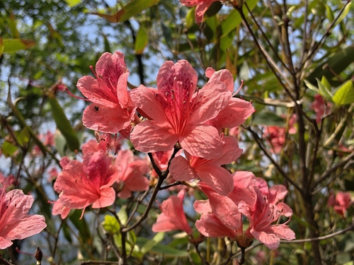 Red Azalea