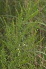Asparagus schoberioides