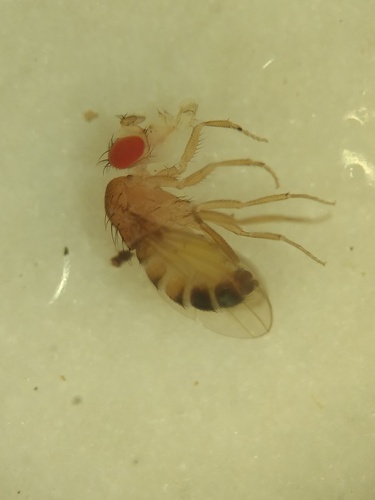 Drosophila simulans observed 2026-04-27