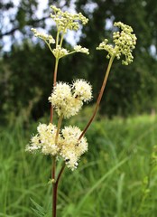 Filipendula stepposa