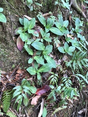 Swertia shintenensis