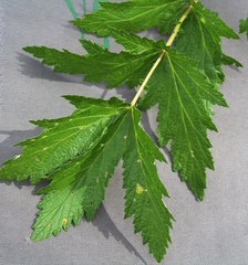 Filipendula stepposa