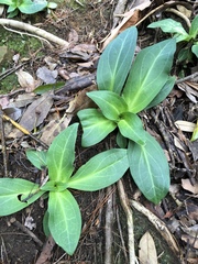 Swertia shintenensis