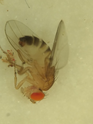 Similar fruit fly photo 4