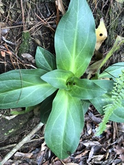 Swertia shintenensis