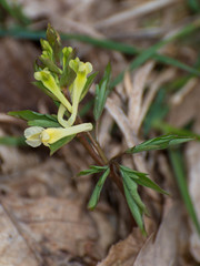 Corydalis cava marschalliana