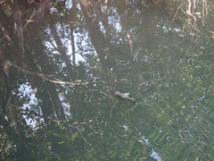 Plectorhinchus gibbosus