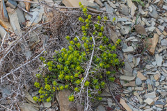 Cruciata