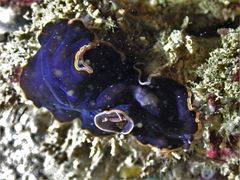 Pseudoceros hancockanus