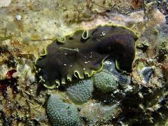 Pseudoceros prudhoei