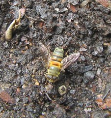 Senaspis