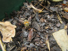 Senaspis