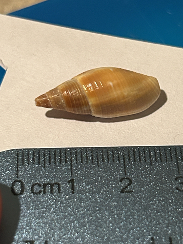 Probata barbadensis observed 2026-04-29