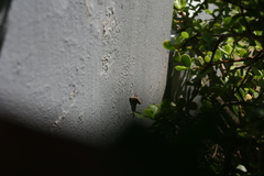 Lygodactylus capensis