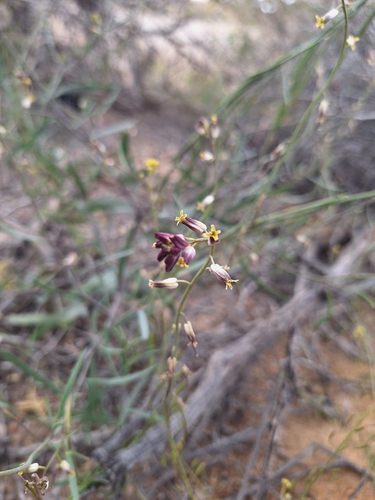 Streptanthus longirostris, 2026-04-29