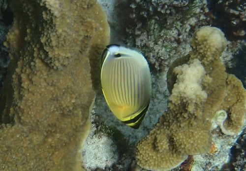 Chaetodon lunulatus
