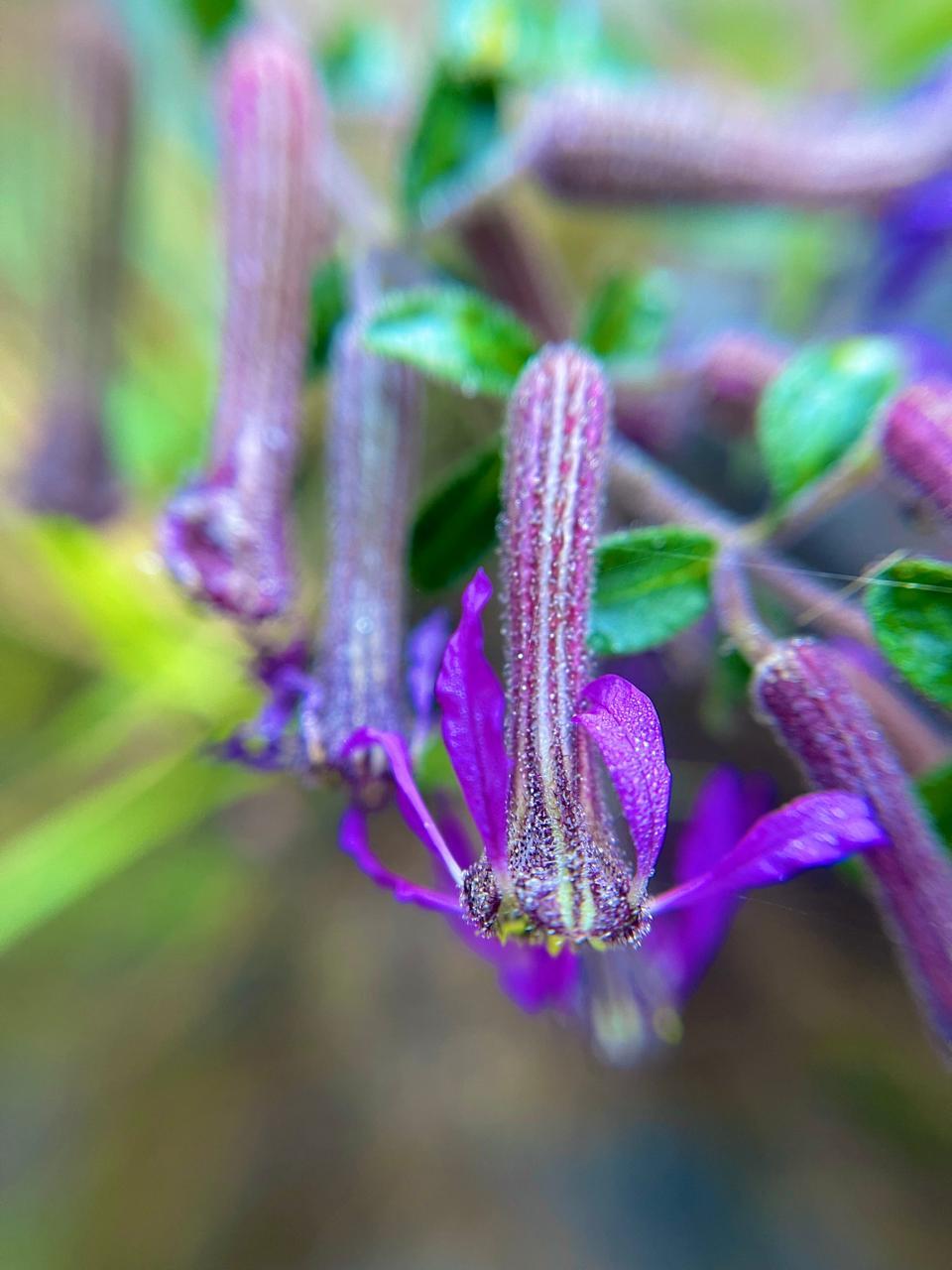 Cuphea glaziovii