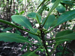 Ceriops pseudodecandra