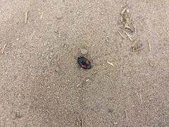 Margarinotus bipustulatus