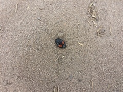 Margarinotus bipustulatus