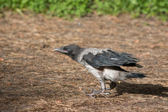 Corvus cornix