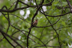 Fringilla coelebs