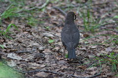Turdus merula