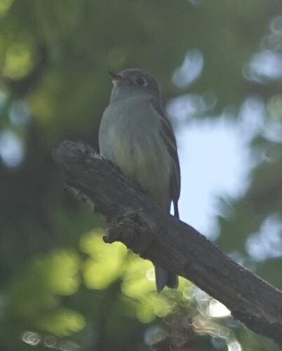 Hammond's Flycatcher (Empidonax hammondii), photo 4