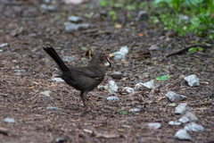 Turdus merula