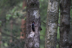 Dendrocopos major