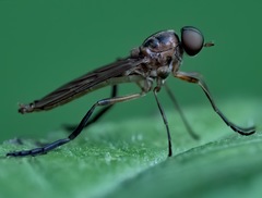 Chiromyzinae