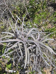 Tillandsia exserta
