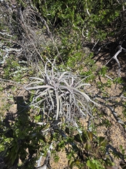 (c) Adrian Bojorquez, some rights reserved (CC BY-SA) Tillandsia exserta, photograph (c) Adrian Bojorquez, some rights reserved (CC BY-SA)