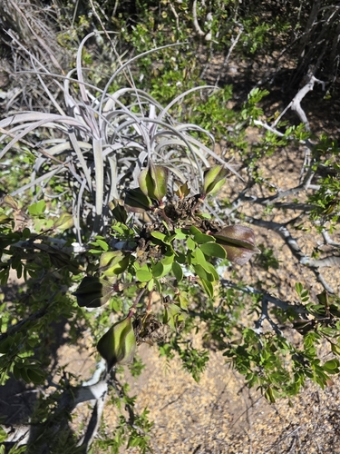 Tillandsia exserta, photograph 3