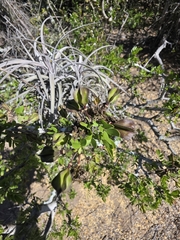 (c) Adrian Bojorquez, some rights reserved (CC BY-SA) Tillandsia exserta, photograph (c) Adrian Bojorquez, some rights reserved (CC BY-SA)