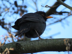 Turdus merula