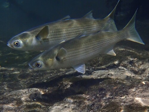 Mugil cephalus