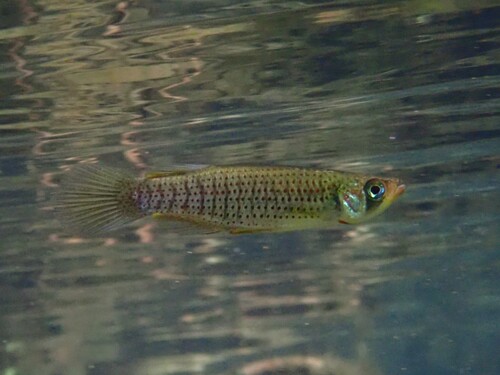 Fundulus escambiae