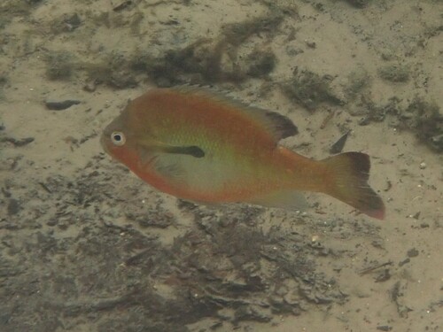 Lepomis auritus