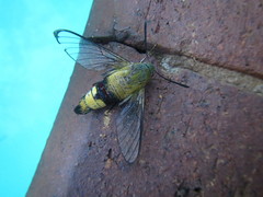 Cephonodes hylas virescens