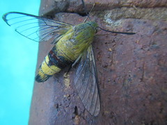 Cephonodes hylas virescens