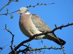 Columba palumbus