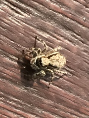 Menemerus bivittatus