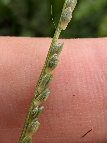 Paspalum multinervium