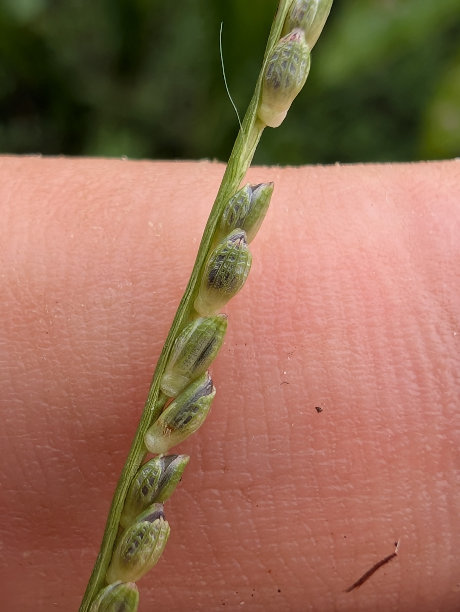 Paspalum multinervium