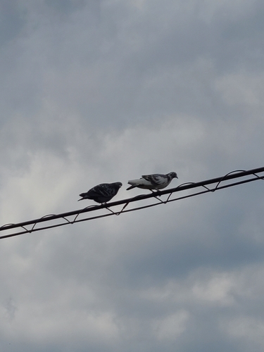 Feral Pigeon