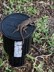 Leiocephalus carinatus